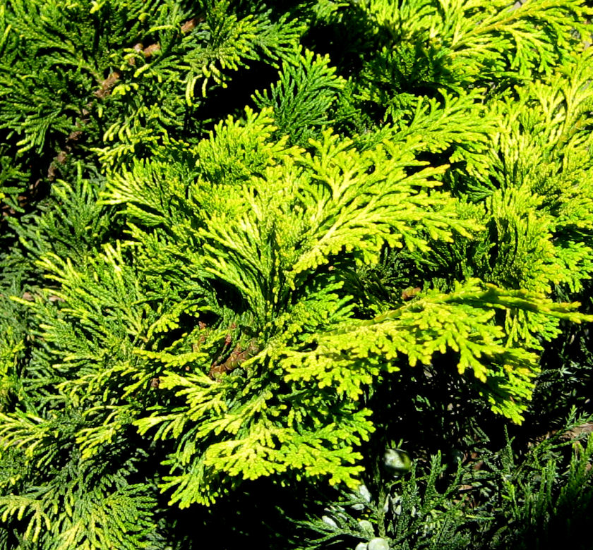 Dwarf Golden Hinoki Falsecypress | Natorp's Online Plant Store