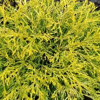 Compact Sungold Falsecypress | Natorp's Online Plant Store