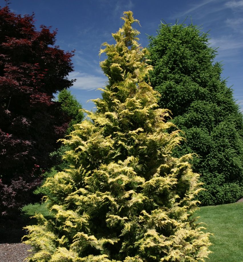 Goldilocks Hinoki Falsecyparis | Natorp's Online Plant Store