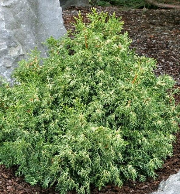 Mariesii Dwarf Hinoki Falsecypress | Natorp's Online Plant Store