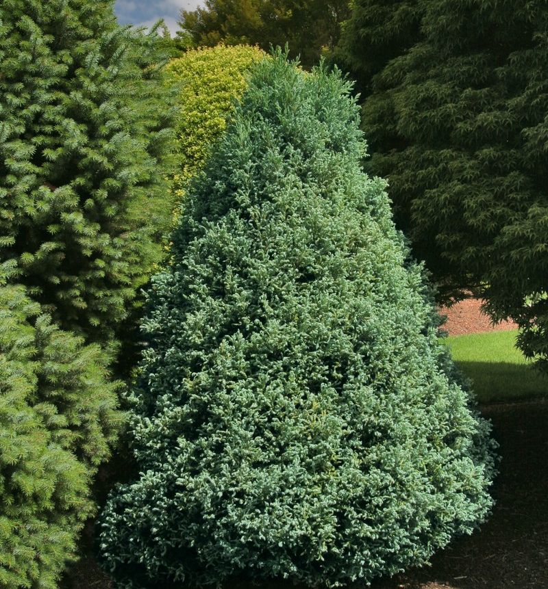 Curly Tops Falsecypress | Natorp's Online Plant Store