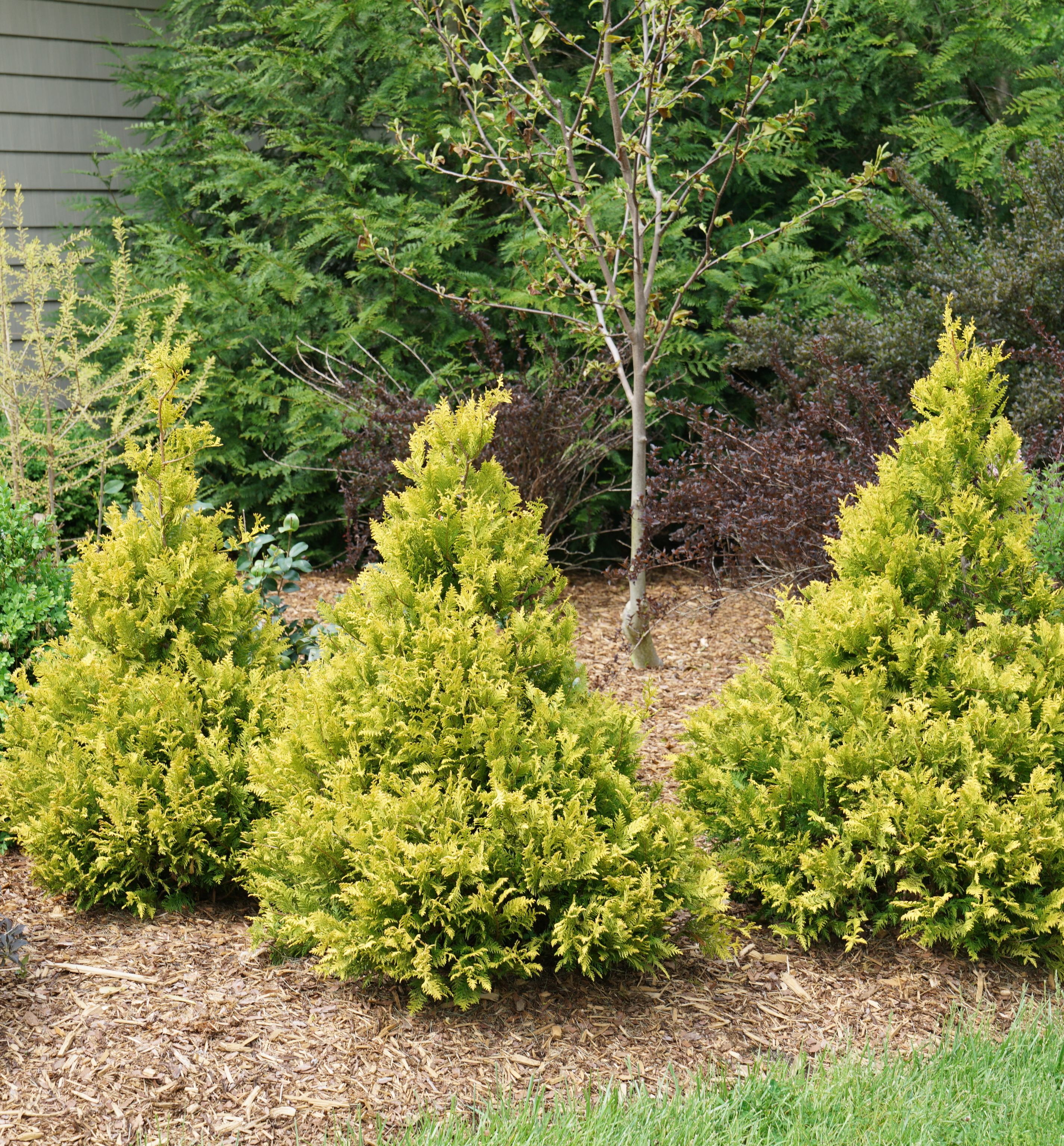 Soft Serve® Gold Falsecypress | Natorp's Online Plant Store