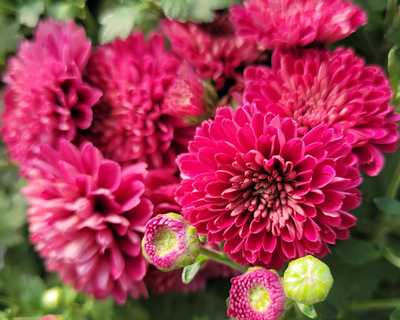 Adiva Purple Mum | Natorp's Online Plant Store