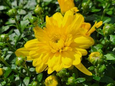 Arluno Yellow Mum | Natorp's Online Plant Store