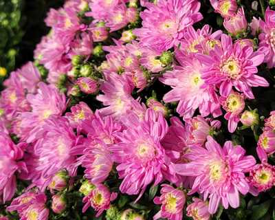 Chelsey Pink Mum | Natorp's Online Plant Store