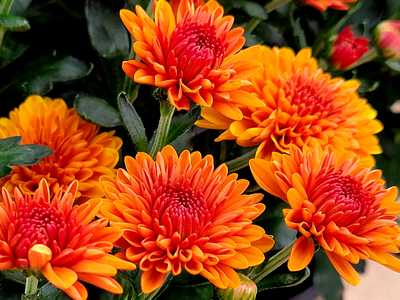 Cheryl™ Spicy Orange Mum | Natorp's Online Plant Store