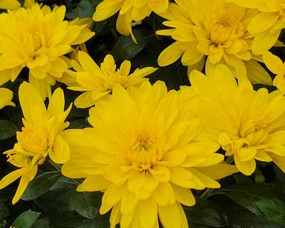 Conaco Yellow Mum | Natorp's Online Plant Store