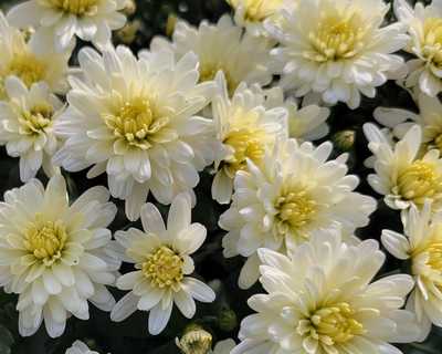 Espero White Mum | Natorp's Online Plant Store