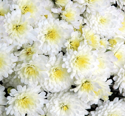 Jacqueline Pearl Mum | Natorp's Online Plant Store