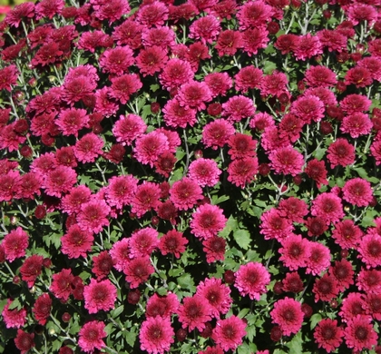 Patty Purple Mum | Natorp's Online Plant Store