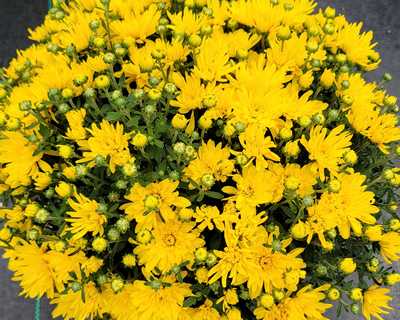 Yolanda Yellow Mum | Natorp's Online Plant Store