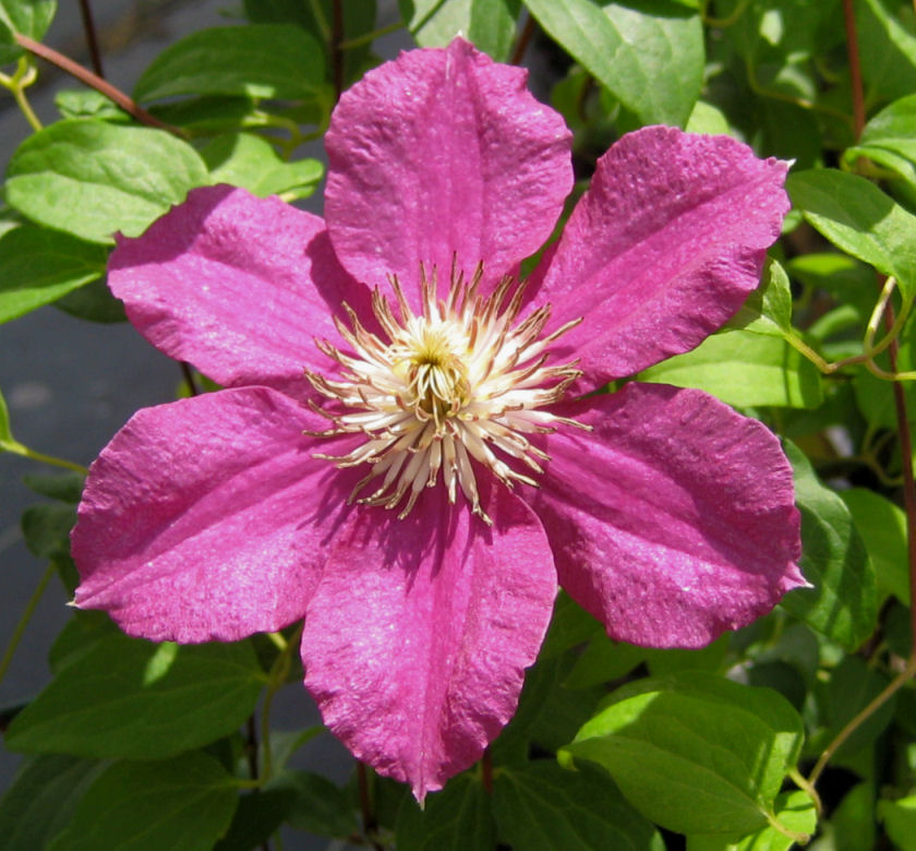 Ernest Markham Clematis | Natorp's Online Plant Store