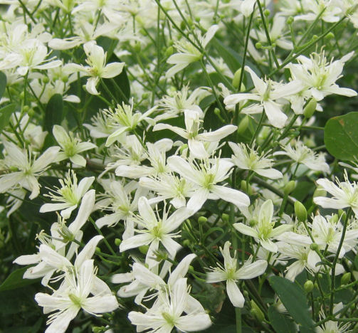 Sweet Autumn Clematis | Natorp's Online Plant Store