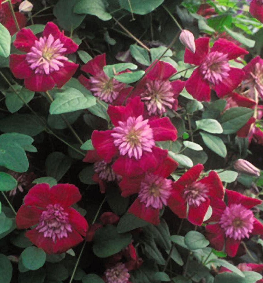 Avant Garde Clematis | Natorp's Online Plant Store