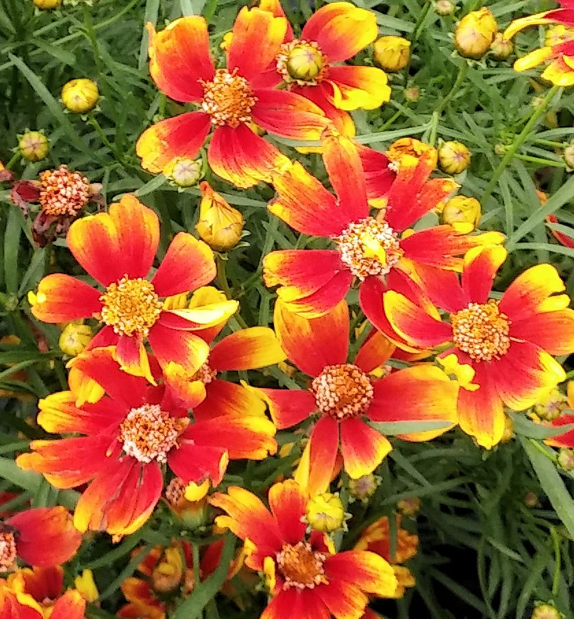 Broad Street Tickseed | Natorp's Online Plant Store