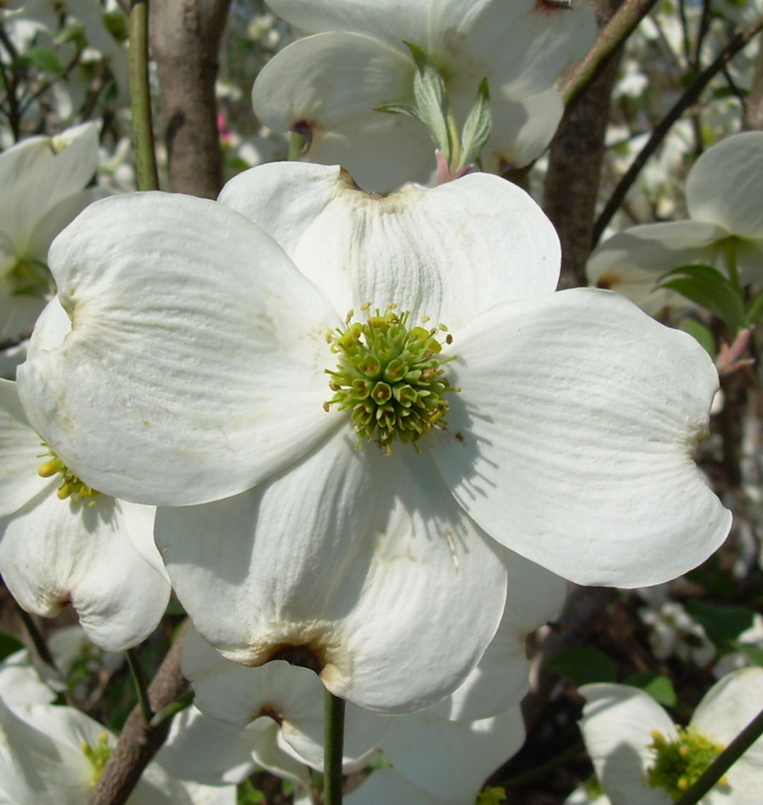 Cloud Nine Dogwood | Natorp's Online Plant Store