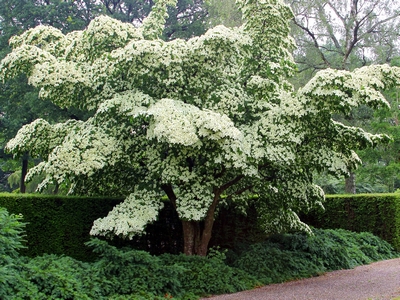 Milky Way Chinese Dogwood Multi-Stem | Natorp's Online Plant Store