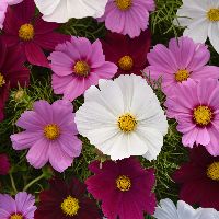 Sonata Mix Cosmos | Natorp's Online Plant Store