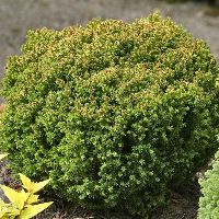 Birodo Japanese Cedar (Araucarioides) | Natorp's Online Plant Store