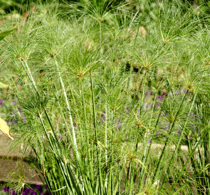 Graceful Grasses® King Tut® Papyrus | Natorp's Online Plant Store