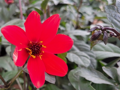 Mystic Enchantment Dahlia | Natorp's Online Plant Store