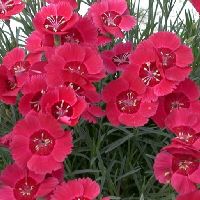 Eastern Star Pinks | Natorp's Online Plant Store
