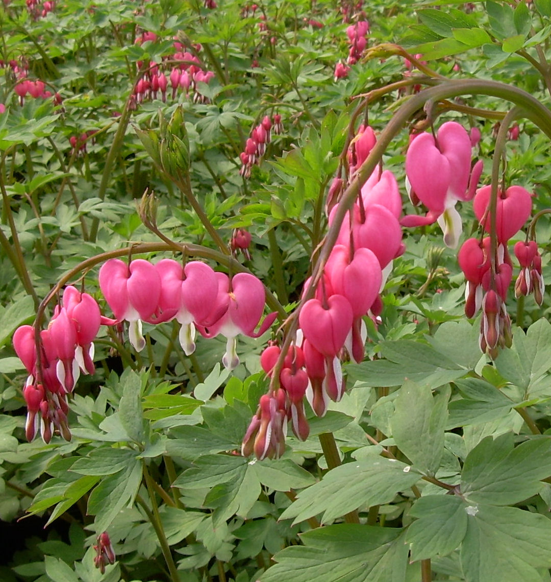 Old Fashioned Bleeding Heart | Natorp's Online Plant Store