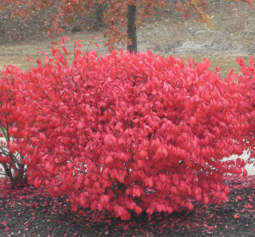 Burning Bush | Natorp's Online Plant Store