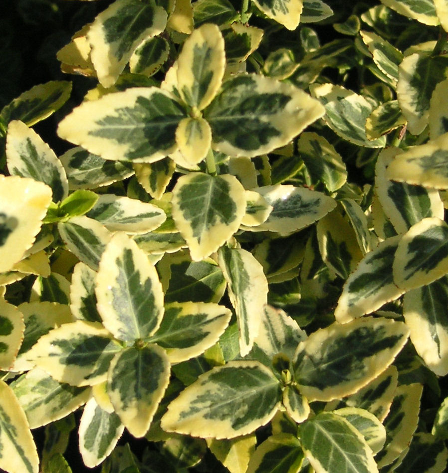 Emerald 'n Gold Euonymus | Natorp's Online Plant Store