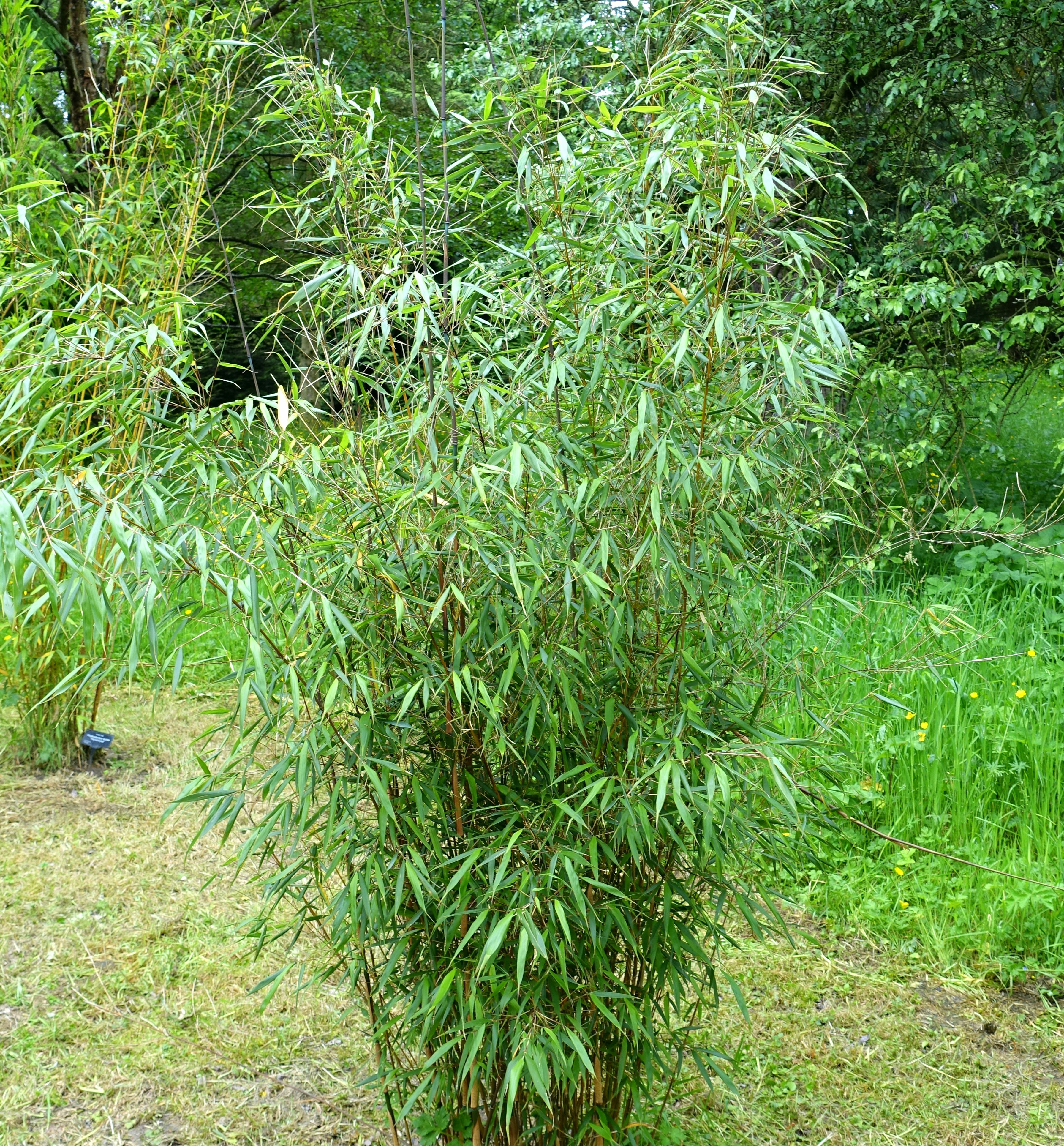 Scabrida Clumping Bamboo | Natorp's Online Plant Store