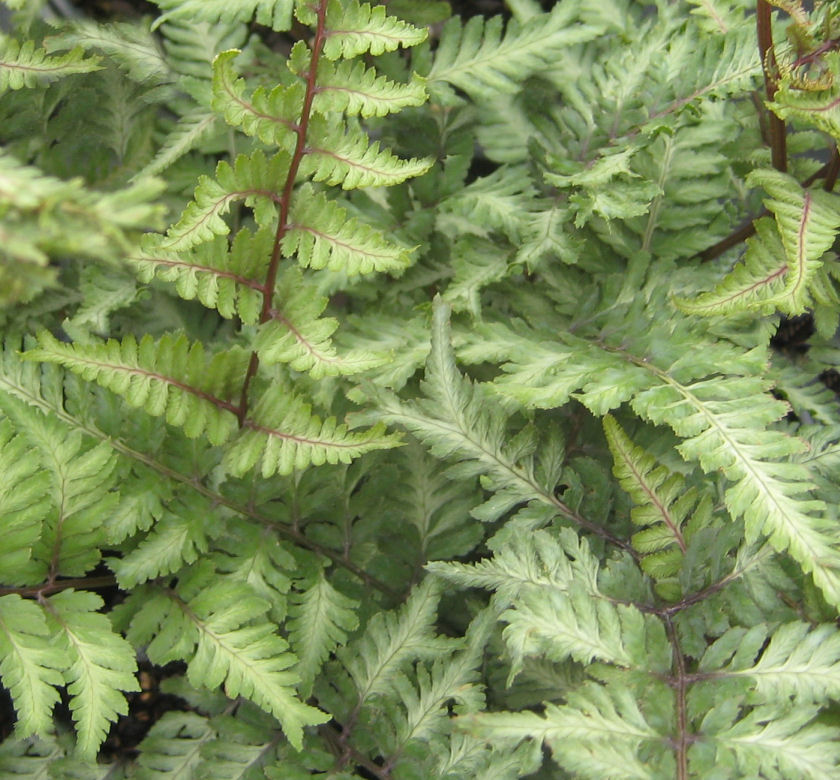 Applecourt Painted Fern | Natorp's Online Plant Store