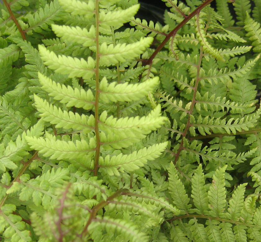 Branford Beauty Fern | Natorp's Online Plant Store