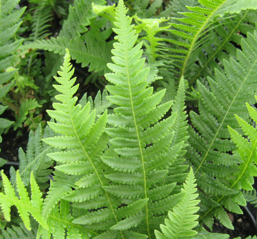 Japanese Beech Fern | Natorp's Online Plant Store