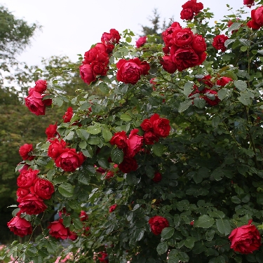 Arborose® Florentina™ Climbing Rose | Natorp's Online Plant Store