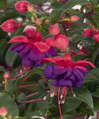 Dark Eyes Fuchsia | Natorp's Online Plant Store