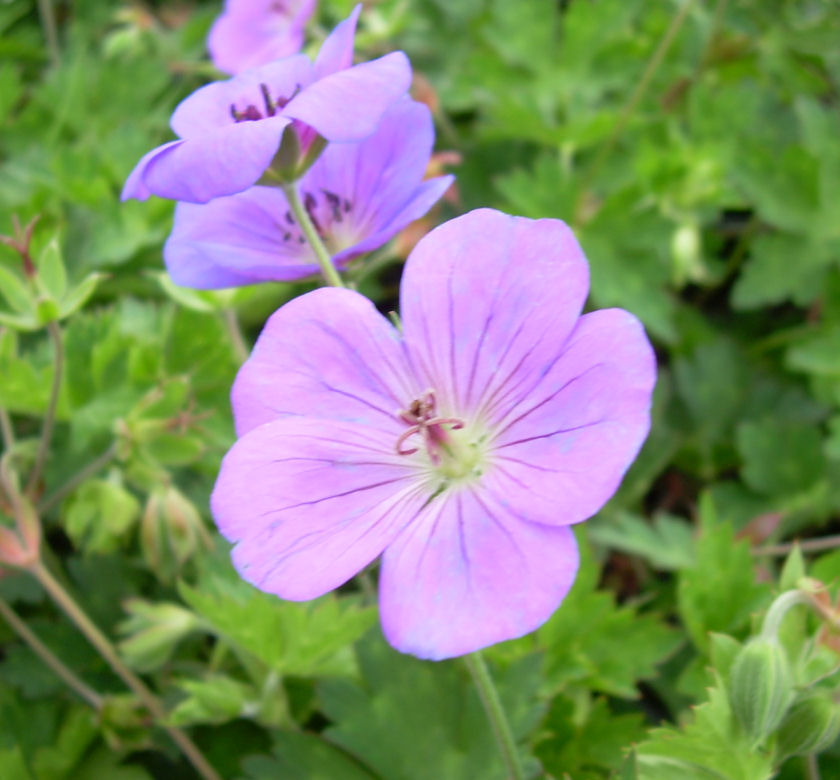 Rozanne Geranium | Natorp's Online Plant Store