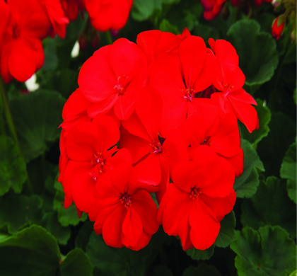 Rocky Mountain Dark Red Geranium | Natorp's Online Plant Store