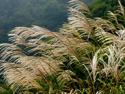 Scout Maiden Grass | Natorp's Online Plant Store