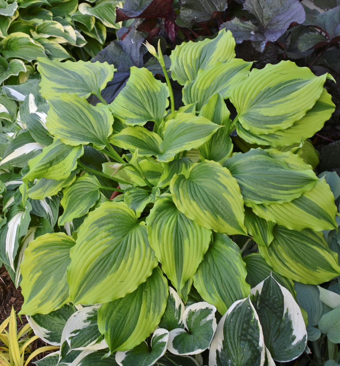 One Last Dance Hosta | Natorp's Online Plant Store