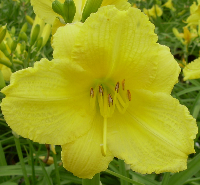 Happy Returns Daylily | Natorp's Online Plant Store