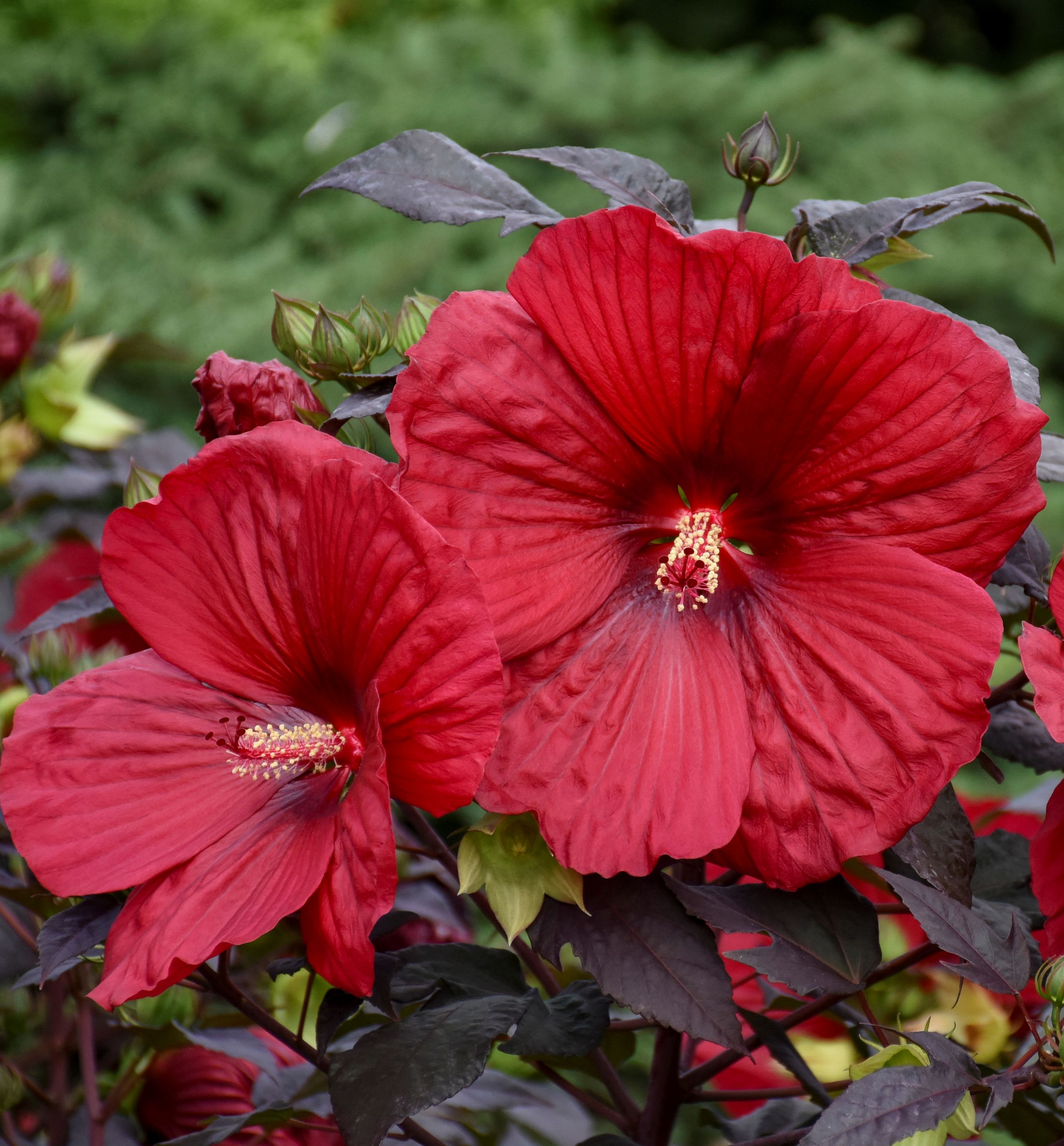 Summerific® Holy Grail Hibiscus | Natorp's Online Plant Store