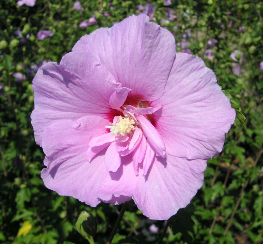 Lavender Chiffon® Rose Of Sharon Standar | Natorp's Online Plant Store