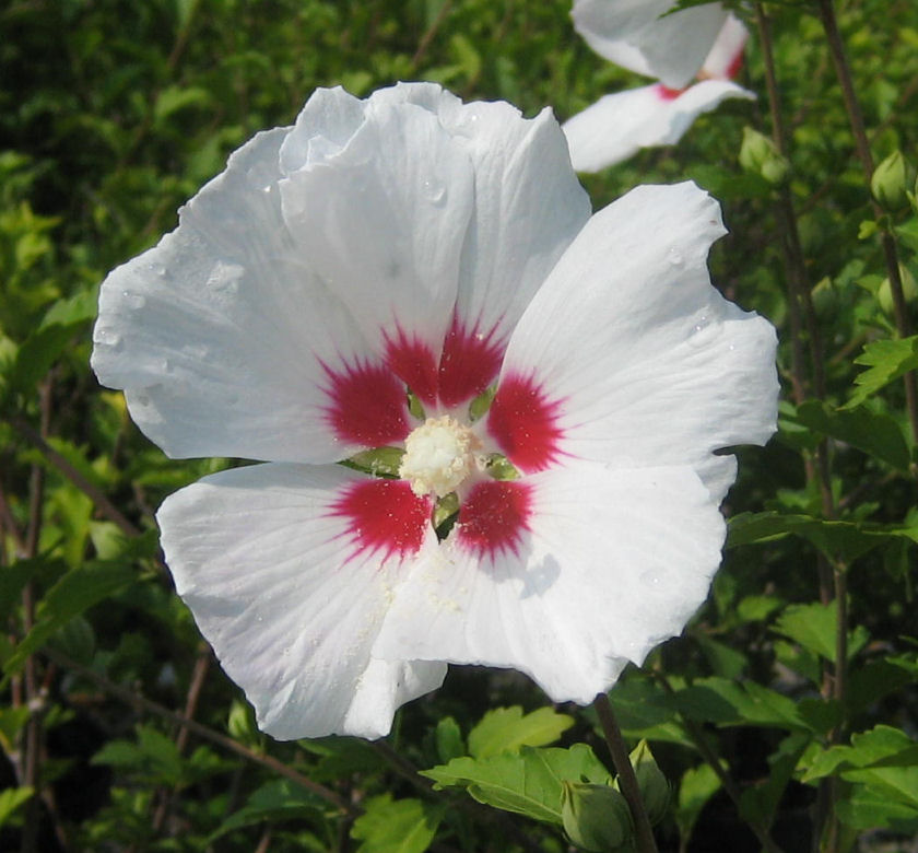 Red Heart Rose Of Sharon | Natorp's Online Plant Store