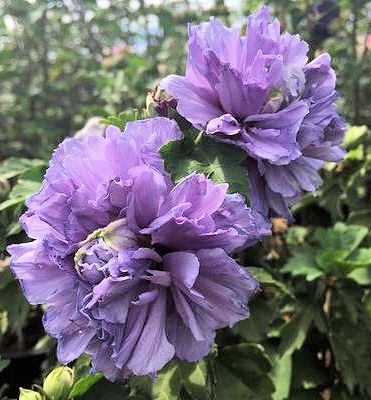 Blueberry Smoothie™ Rose Of Sharon Stand | Natorp's Online Plant Store