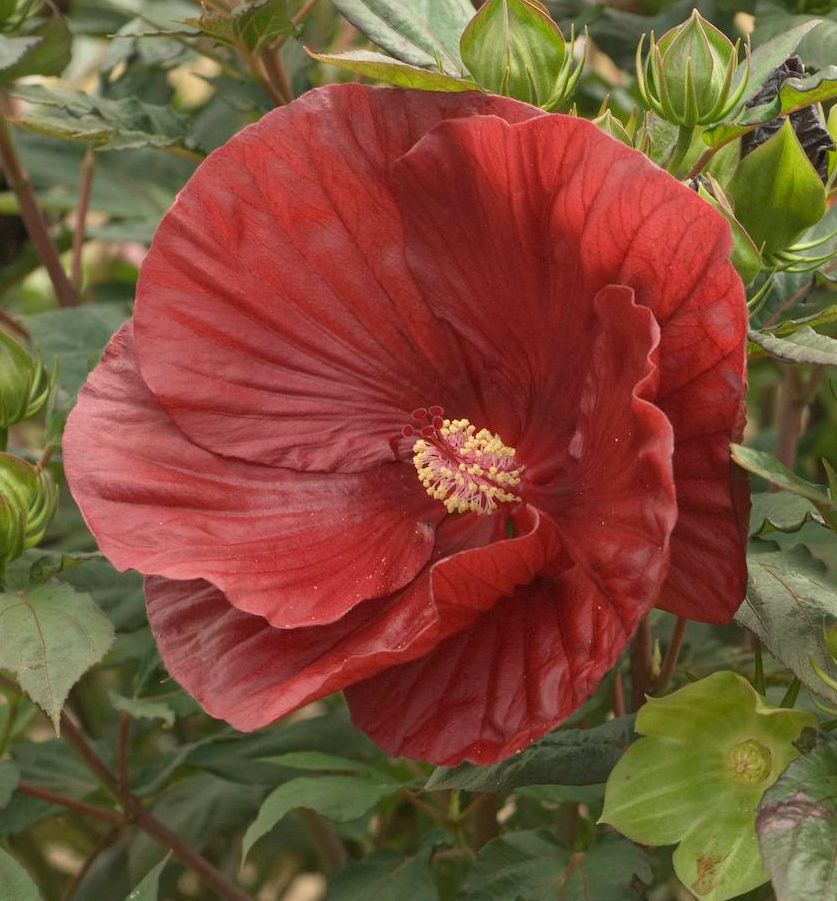 Cranberry Crush Hibiscus.