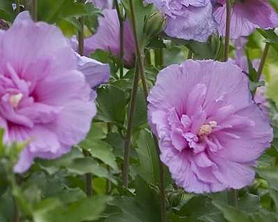 Lavender Chiffon® Rose Of Sharon | Natorp's Online Plant Store