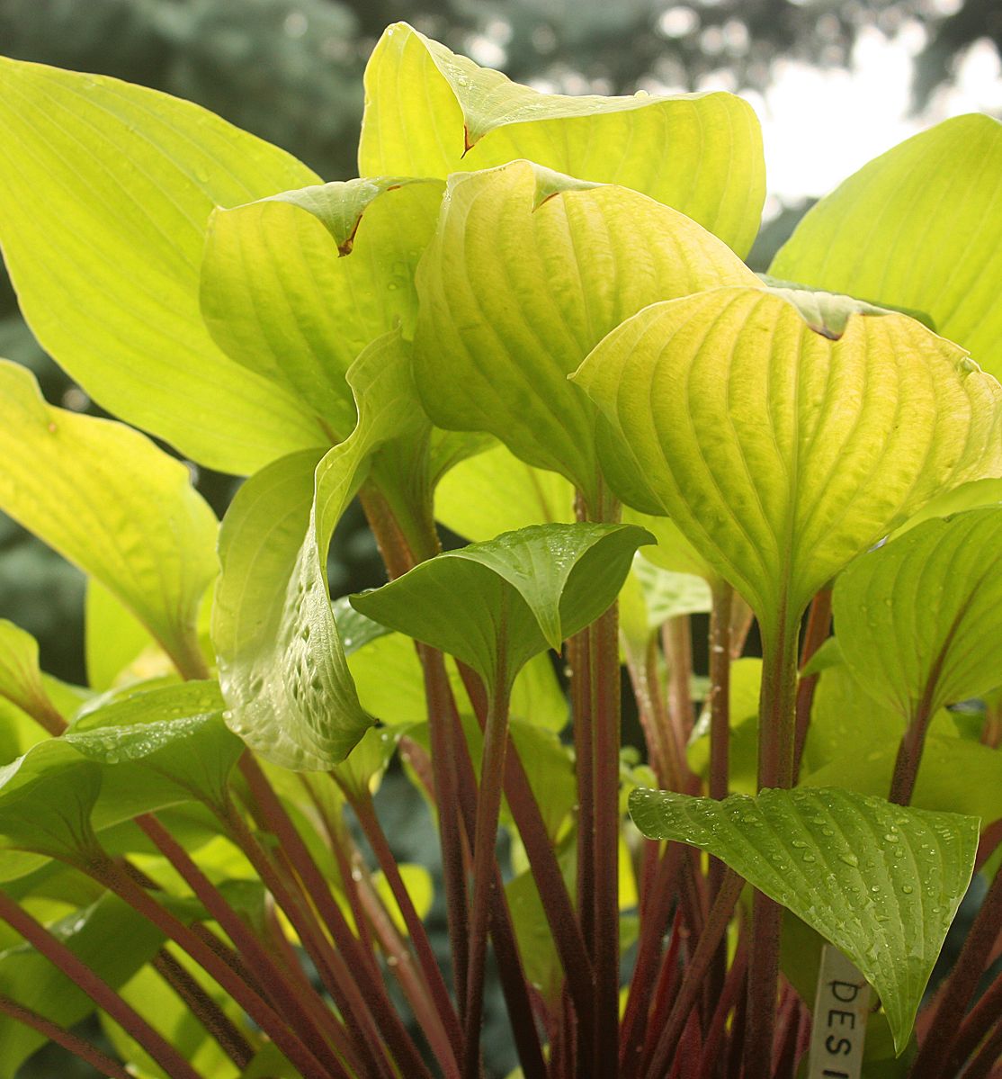 Хоста Red Hostas