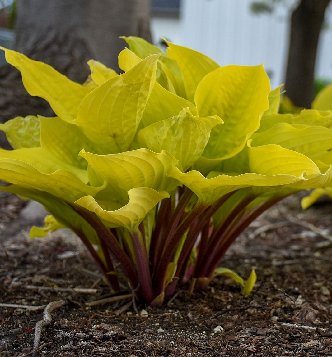 Hosta%20%27Fire%20Island%27wgtag.jpg