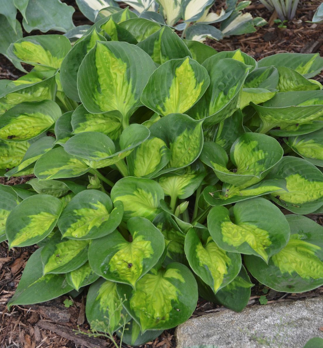 The dark green leaves have chartreuse centers in spring that brighten as th...