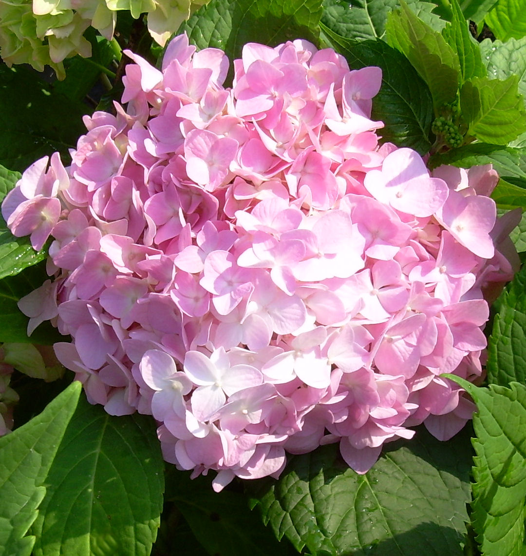 All Summer Beauty Hydrangea | Natorp's Online Plant Store